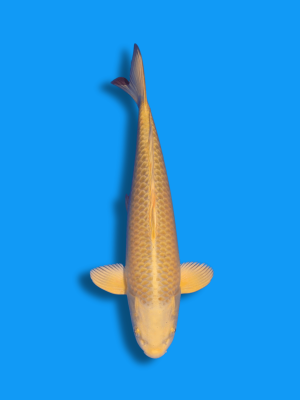 Mukashi Ogon | Koi&Co.